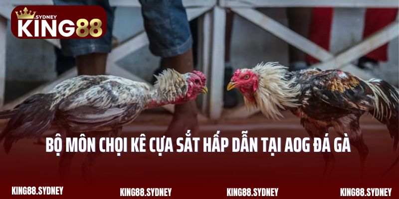 Bộ môn chọi kê cựa sắt hấp dẫn tại AOG đá gà King88