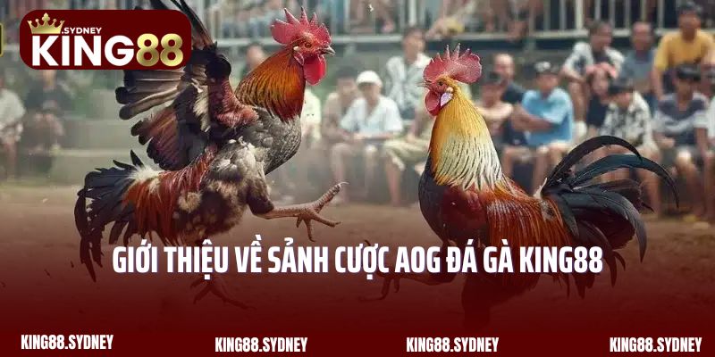 Giới thiệu về sảnh cược AOG đá gà King88 nổi tiếng hàng đầu
