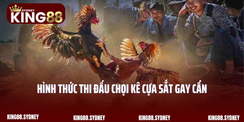 Hình thức thi đấu chọi kê cựa sắt gay cấn tại đá gà King88